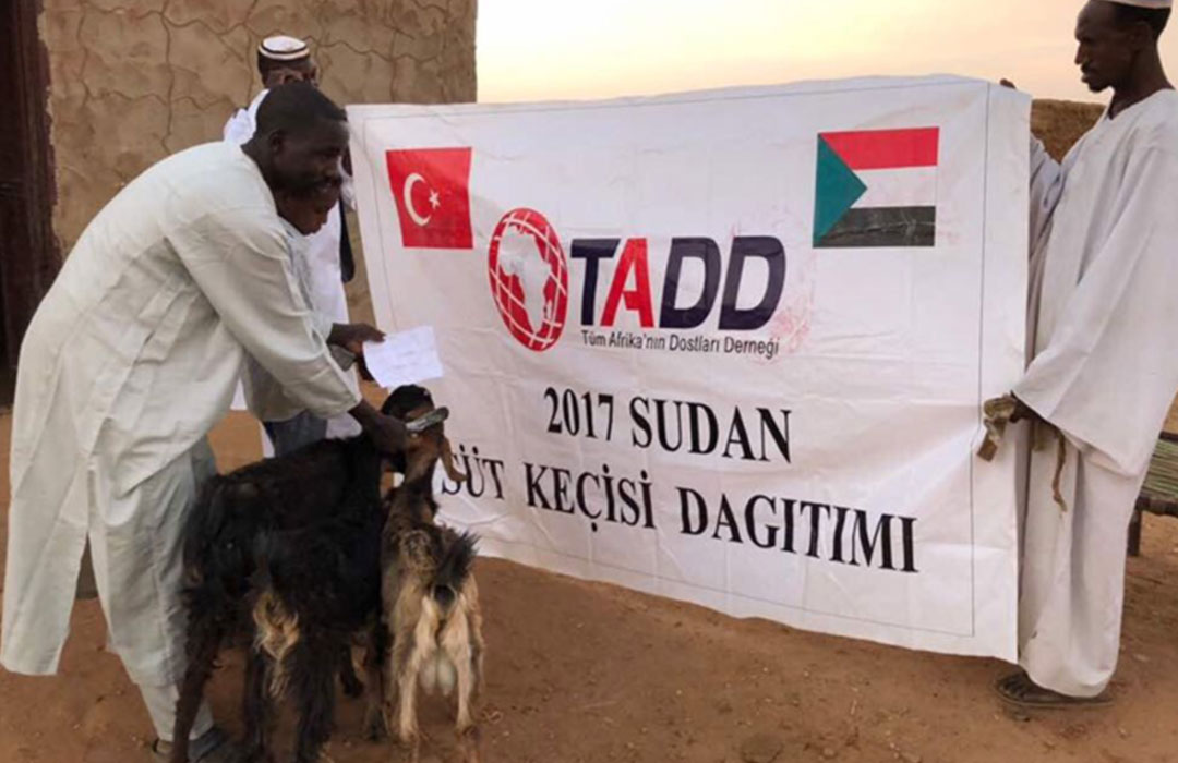 Sudan'da keçi dağıtımı